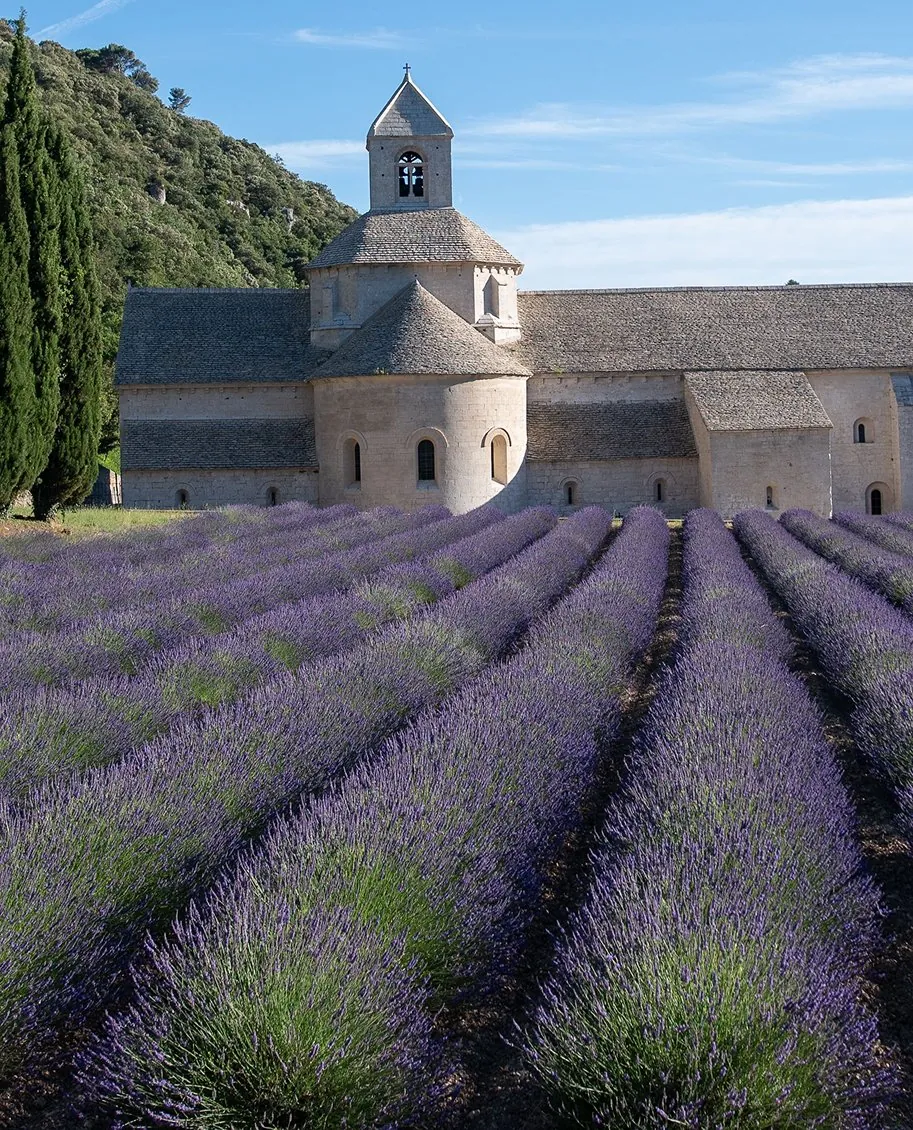 Champ de lavande en fleur en Provence, de fin juin à début août